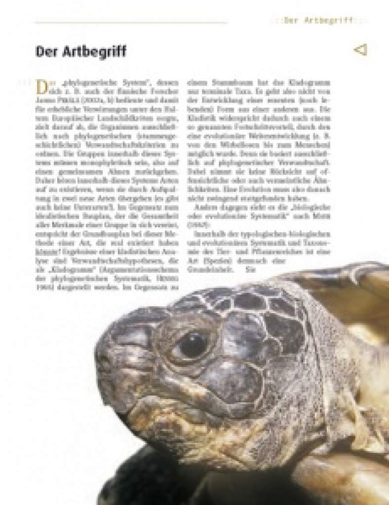 Die Breitrandschildkröte